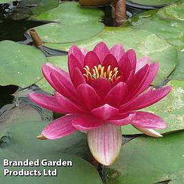 Nymphaea Perrys Baby Red (Deep Water Aquatic)