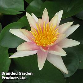 Nymphaea Sioux (Deep Water Aquatic)