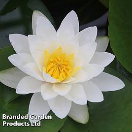 Nymphaea Virginalis (Deep Water Aquatic)