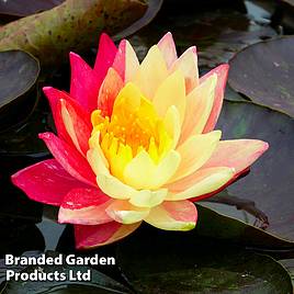 Nymphaea Wanvisa (Deep Water Aquatic)