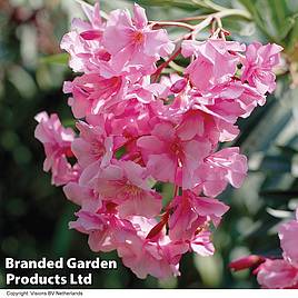 Nerium oleander Pink