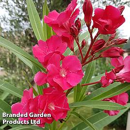 Nerium oleander Red