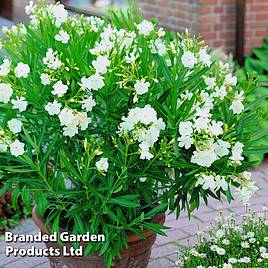 Nerium oleander White