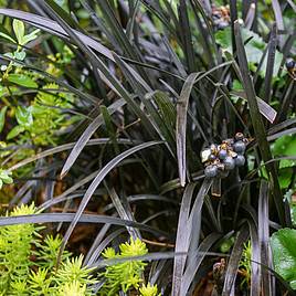 Ophiopogon planiscapus Nigrescens