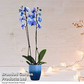 Phalaenopsis ‘Blue Lagoon’ (Double-stemmed)