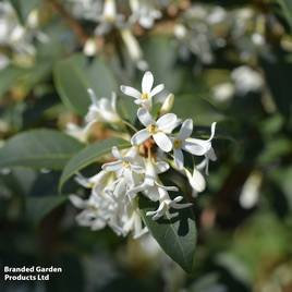 Osmanthus x burkwoodii