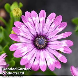 Osteospermum Flower Power Lavender Feather