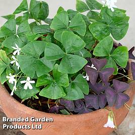 Oxalis triangularis (Green)