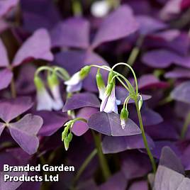 Oxalis triangularis Mijke