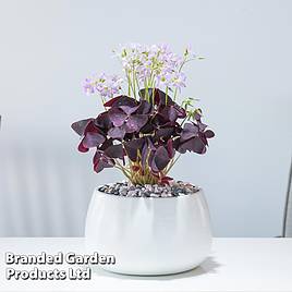 Oxalis triangularis (Purple)