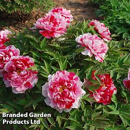 Tree Peony Dao Jin