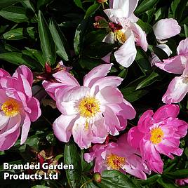 Peony Sonoma Blessing