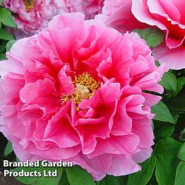 Tree Peony Pink