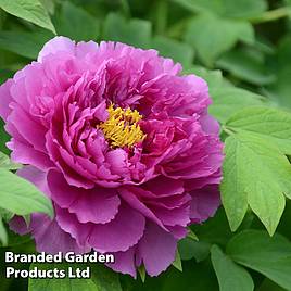 Tree Peony Purple