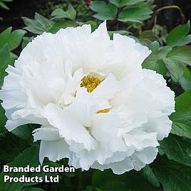 Tree Peony White