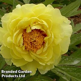 Tree Peony Yellow