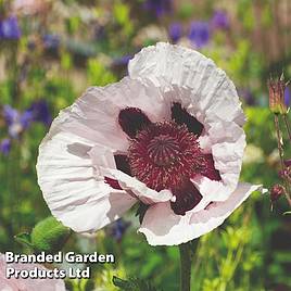 Poppy Royal Wedding