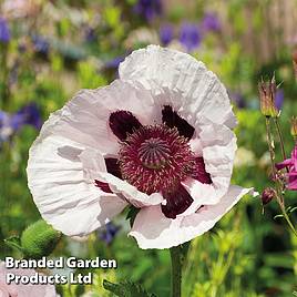 Poppy Royal Wedding - Seeds