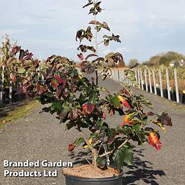 Parrotia persica Bella