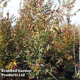 Parrotia persica Vanessa