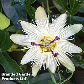 Passiflora caerulea Constance Elliott