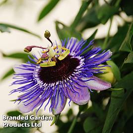 Passiflora Purple Haze