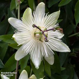 Passiflora Snow Queen