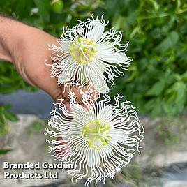 Passiflora Cooltropics Snowstar®