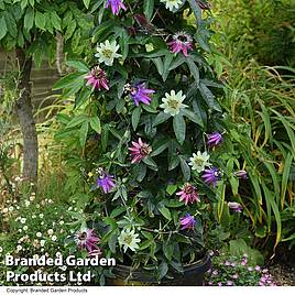 Passiflora Tricolor