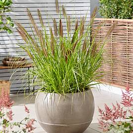 Pennisetum alopecuroides Black Beauty