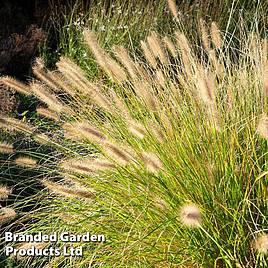 Pennisetum Hameln Gold