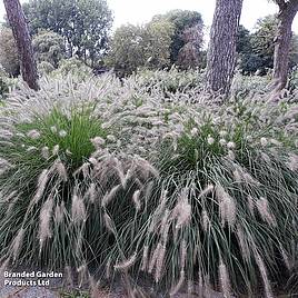 Pennisetum alopecuroides Hameln