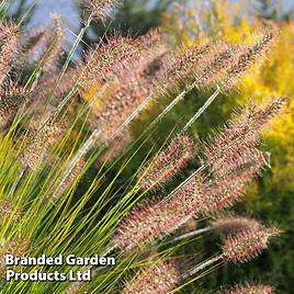 Pennisetum viridescens