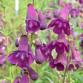 Penstemon Countess of Dalkeith