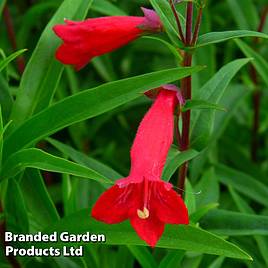 Penstemon Windsor Red