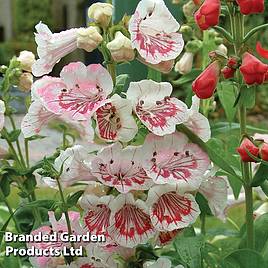 Penstemon Strawberries & Cream