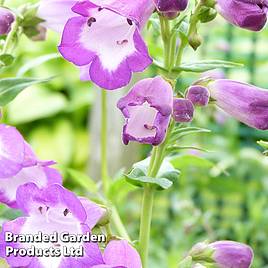 Penstemon Lady Alice Hindley