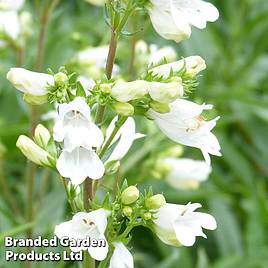 Penstemon Pensham Arctic Fox