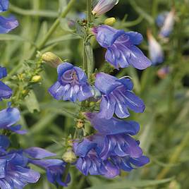 Penstemon heterophyllus Electric Blue