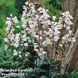 Penstemon digitalis Husker Red