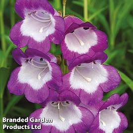 Penstemon Pensham Czar