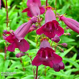 Penstemon Pensham Plum Jerkum