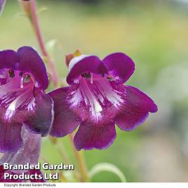 Penstemon Raven