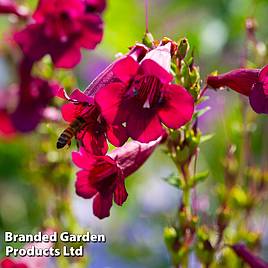 Penstemon Rich Ruby