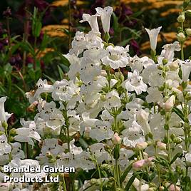 Penstemon Snowstorm