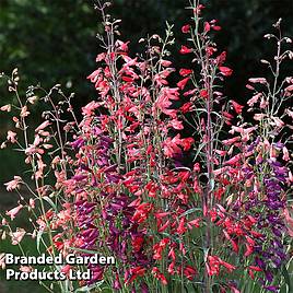 Penstemon barbartus Twizzle