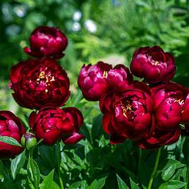 Peony bulbs deals for sale