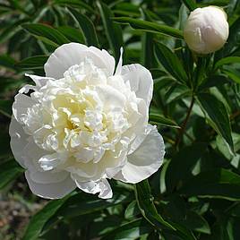 Peony Double White