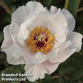 Tree Peony Feng Dan Bai (White Phoenix)