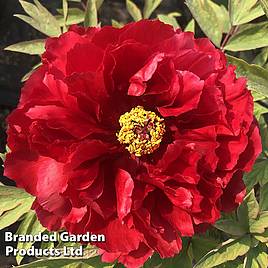 Tree Peony Hohki